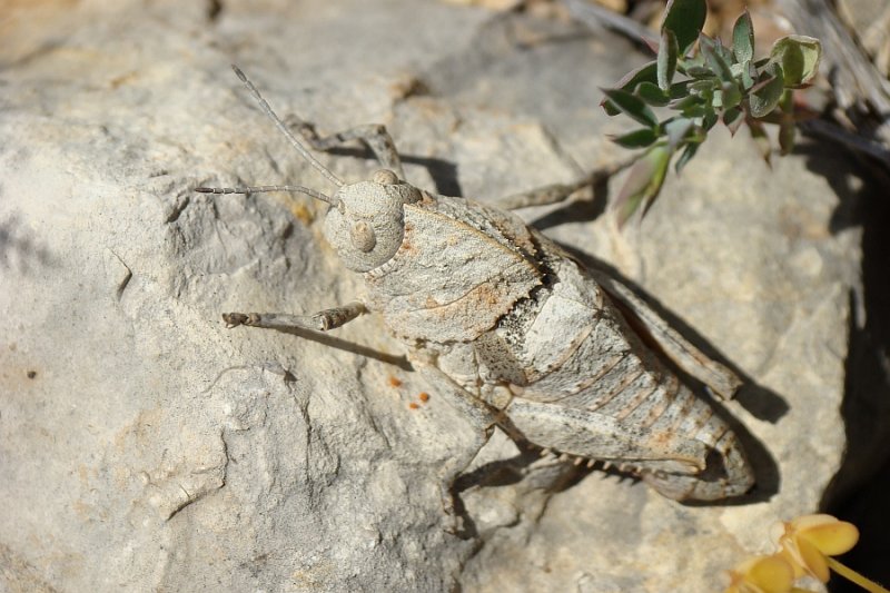 Gafanhoto // Grasshopper (Ocnerodes prosternalis), female