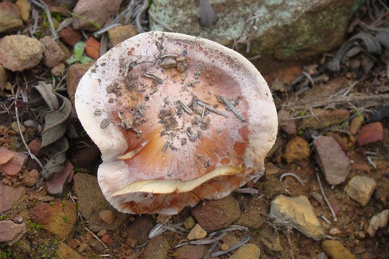 Cogumelo // Mushroom (Hebeloma sp.)