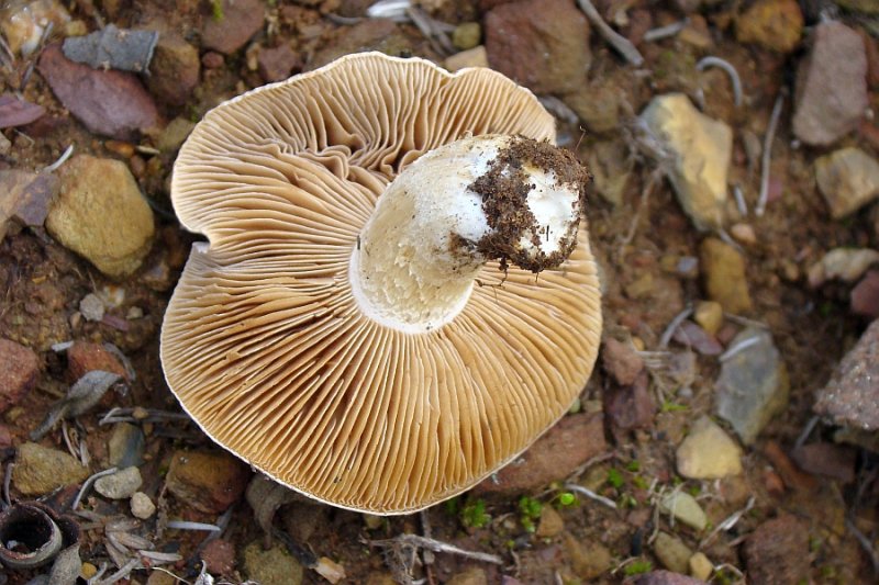 Cogumelo // Mushroom (Hebeloma sp.)