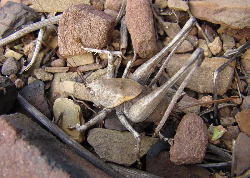 Gafanhoto // Two-toothed Bush-cricket (Thyreonotus bidens), female