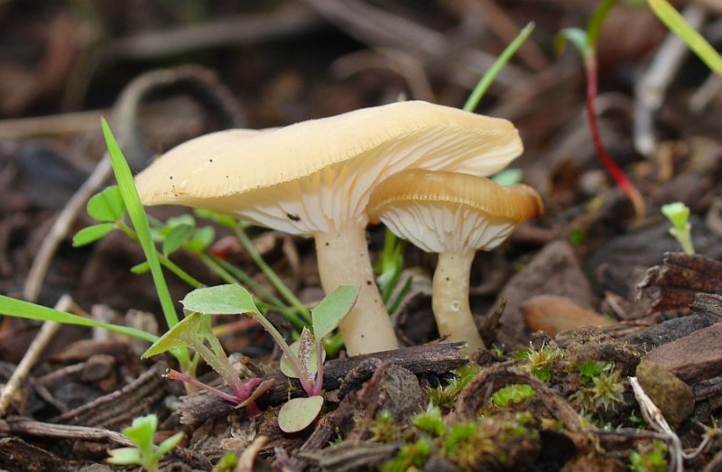 Cogumelos // Mushrooms (Clitocybe sp.)