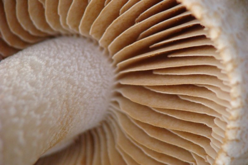 Cogumelo // Mushroom (Hebeloma sarcophyllum)