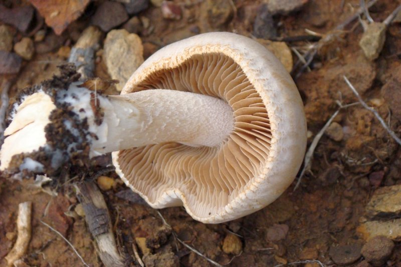 Cogumelo // Mushroom (Hebeloma sarcophyllum)