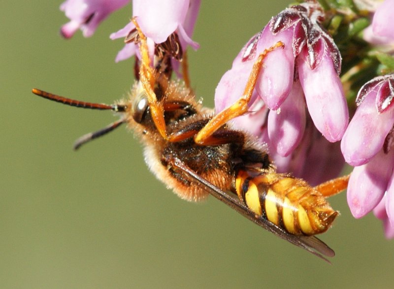 Abelha // Cuckoo Bee (Nomada sp.), male