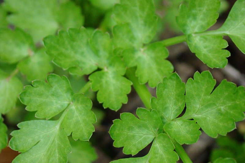 Embude; Canafreicha; Rabaas // Hemlock Water Dropwort (Oenanthe crocata)