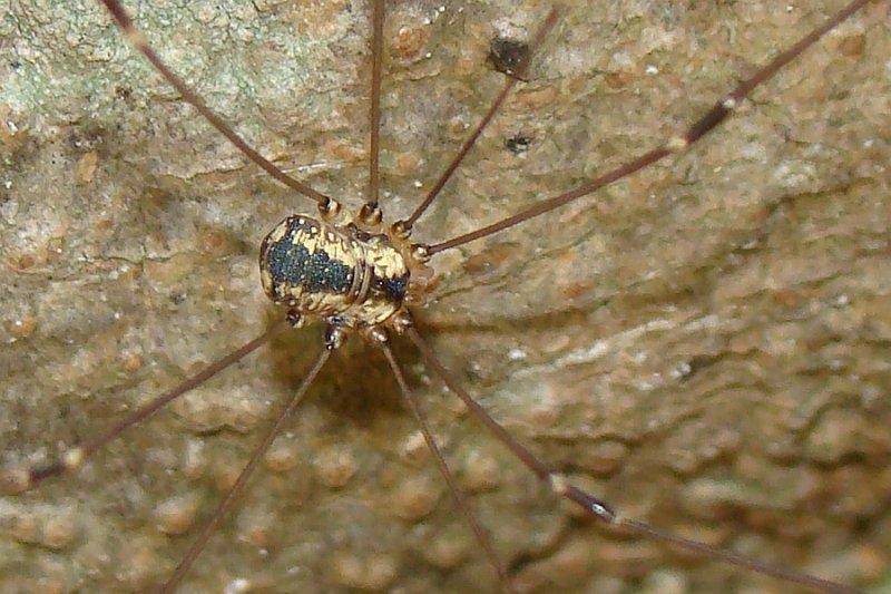 Aranha da famlia Phalangiidae // Spider (Leiobunum rotundum)