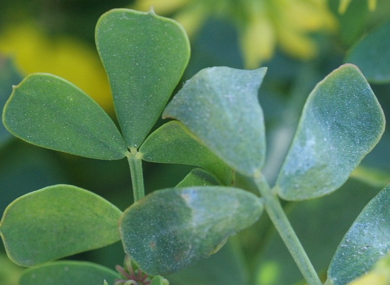 Pascoinhas; Serra-do-reino // Mediterranean Crown Vetch (Coronilla valentina subsp. glauca)