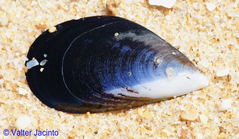 Mexilho // Edible Blue Mussel (Mytilus edulis)