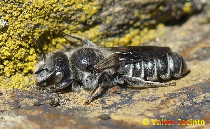 Abelha // Mason Bee (Hoplitis sp.), female