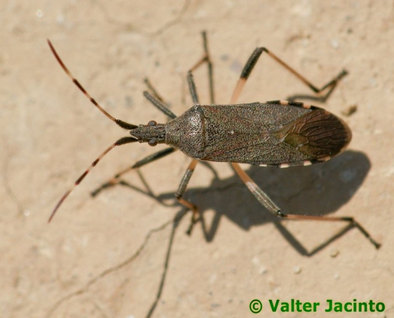 Percevejo // Bug (Dicranocephalus albipes)