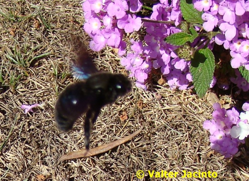 Abelho // Carpenter Bee (Xylocopa violacea)