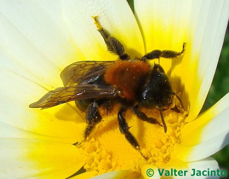 Abelha // Mining Bee (Andrena thoracica), female