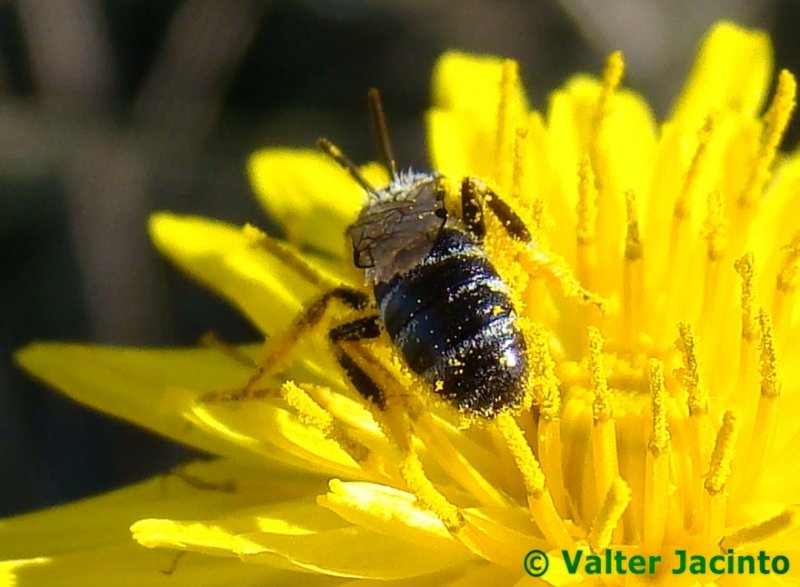 Uma pequena Abelha // Bee (Lasioglossum sp.)