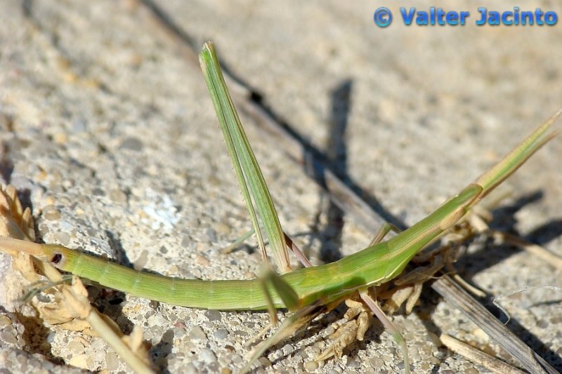 Gafanhoto // Grasshopper (Truxalis nasutus)