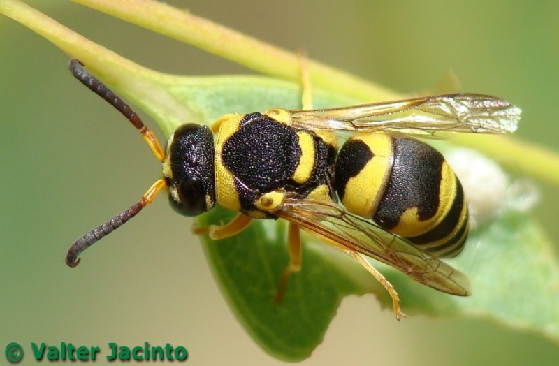 Vespa // Wasp (Euodynerus variegatus), male