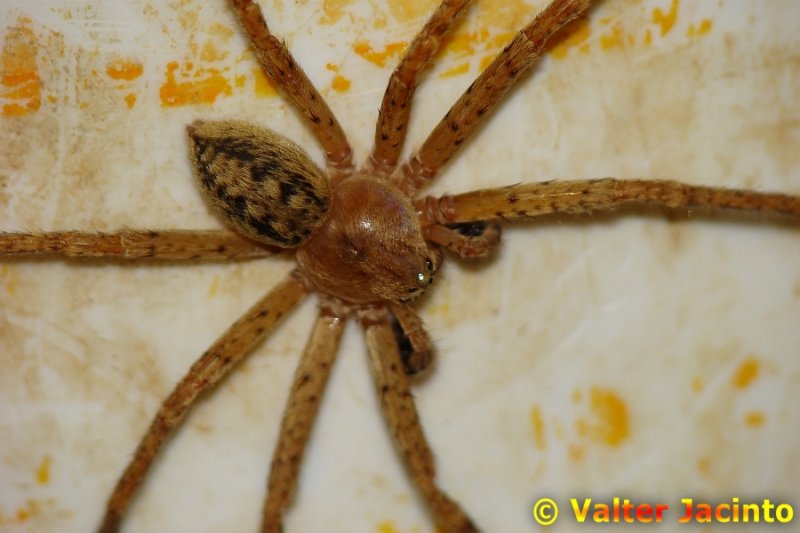 Aranha da famlia Sparassidae // Huntsman Spider (Olios argelasius), female
