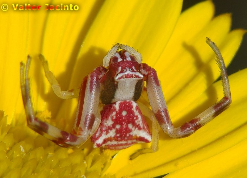Aranha da famlia Thomisidae // Crab Spider (Thomisus onustus), female