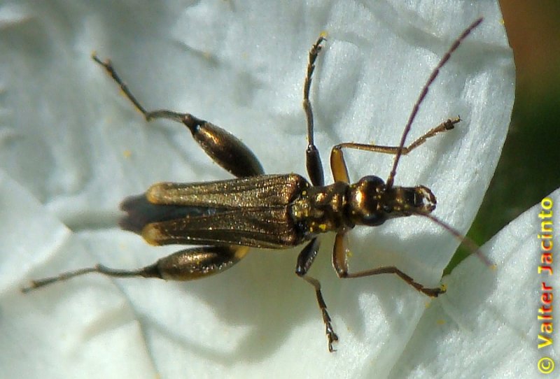 Escaravelho // Beetle (Oedemera barbara), male