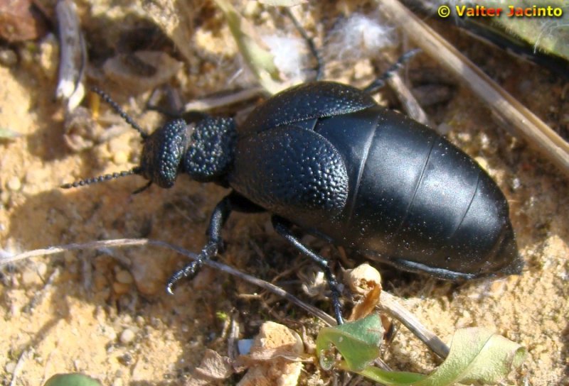 Escaravelho // Oil Beetle (Meloe tuccius)