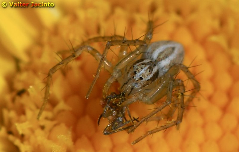 Aranha da famlia Oxyopidae // Lynx Spider (Oxyopes cf. lineatus)