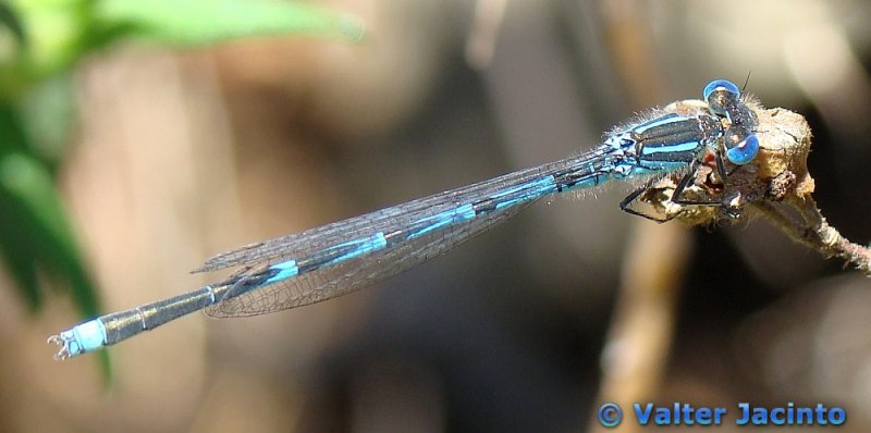 Libelinha // Blue-eye; Goblet-marked Damselfly (Erythromma lindenii lindenii), male