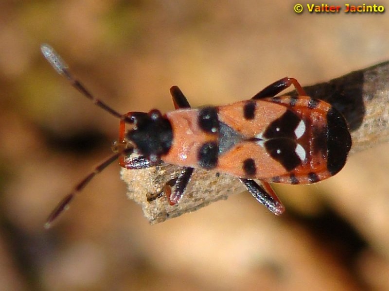 Percevejo // Bug (Horvathiolus guttatus)