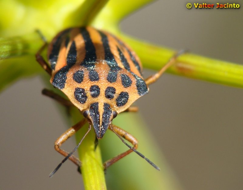 Percevejo // Bug (Graphosoma semipunctatum)