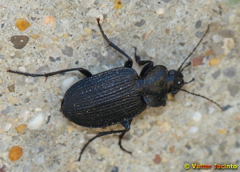 Escaravelho // Beetle (Licinus punctatulus)