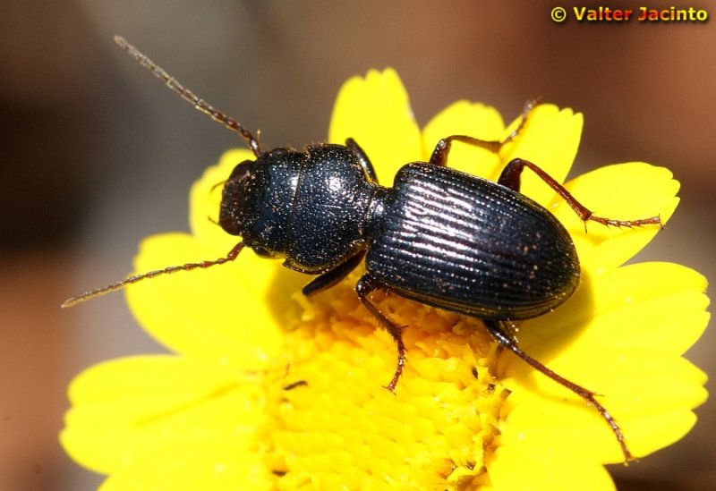 Escaravelho // Beetle (Dixus clypeatus)