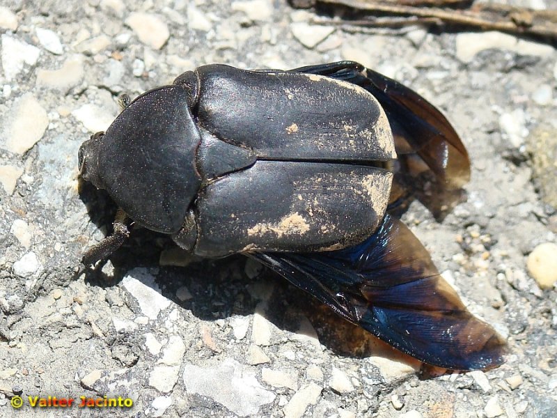 Escaravelho // Beetle (Protaetia opaca)