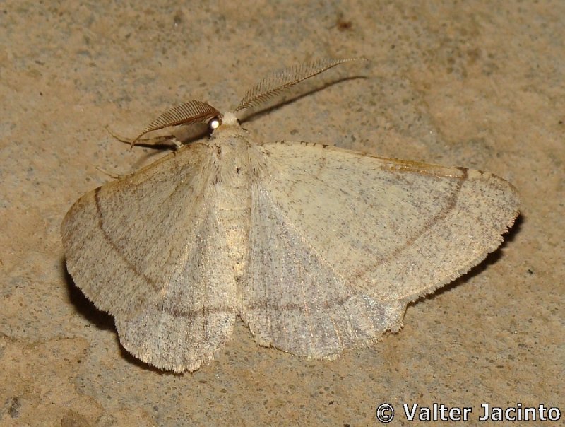 Borboleta Nocturna // Moth (Adactylotis gesticularia)