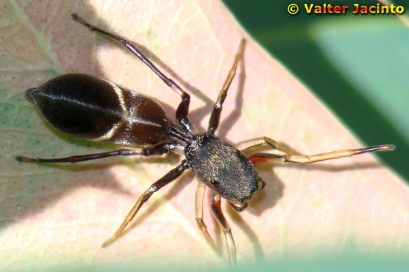 Aranha da famlia Salticidae // Jumping Spider (Leptorchestes mutilloides), female