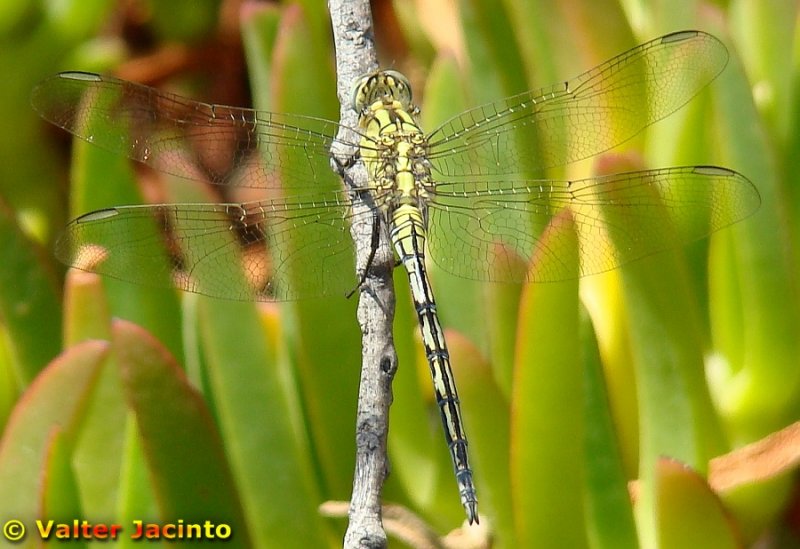 Liblula // Long Skimmer (Orthetrum trinacria), immature male