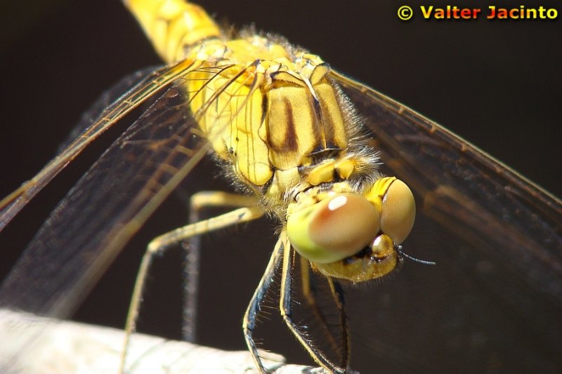 Liblula // Southern Darter (Sympetrum meridionale), immature male