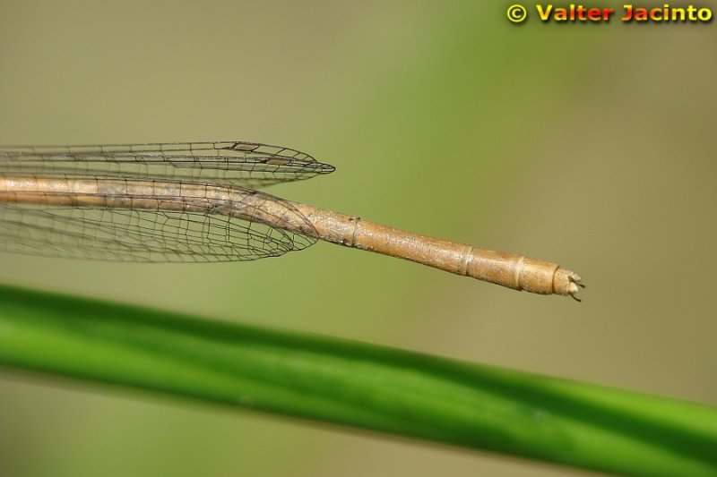 Libelinha // White Featherleg (Platycnemis latipes), female