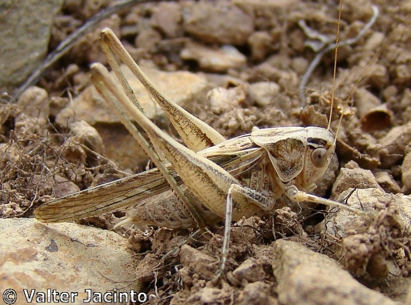 Gafanhoto // Brown-spotted Bush-cricket (Tessellana tessellata subsp. tessellata)