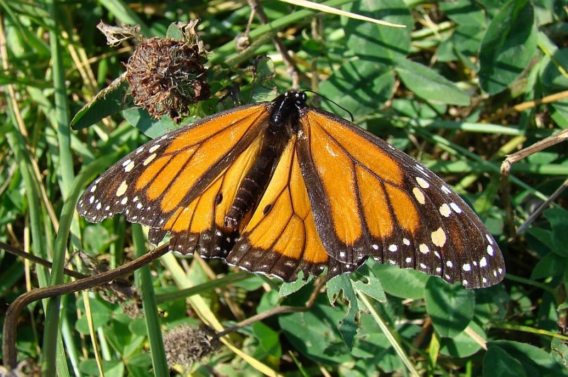 Borboleta Monarca // Monarch Butterfly (Danaus plexippus)