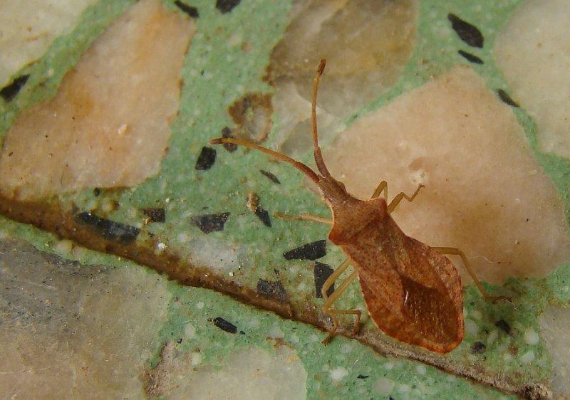 Percevejo // Bug (Haploprocta sulcicornis)