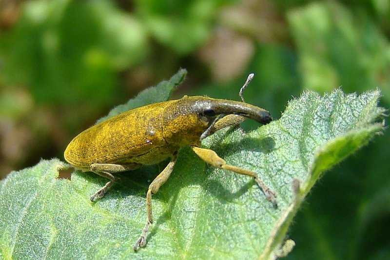 Escaravelho // Snout Beetle (Lixus angustatus)