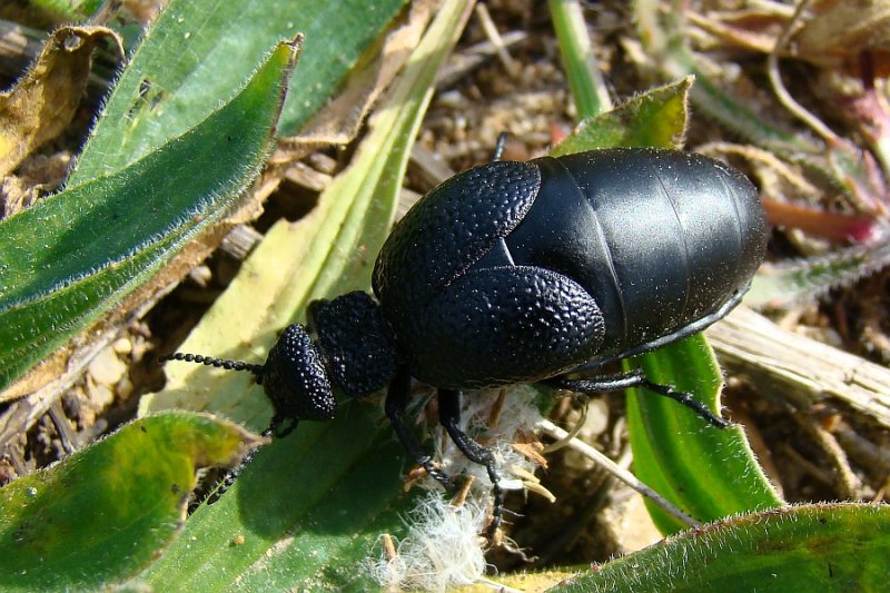 Escaravelho // Beetle (Meloe tuccius)