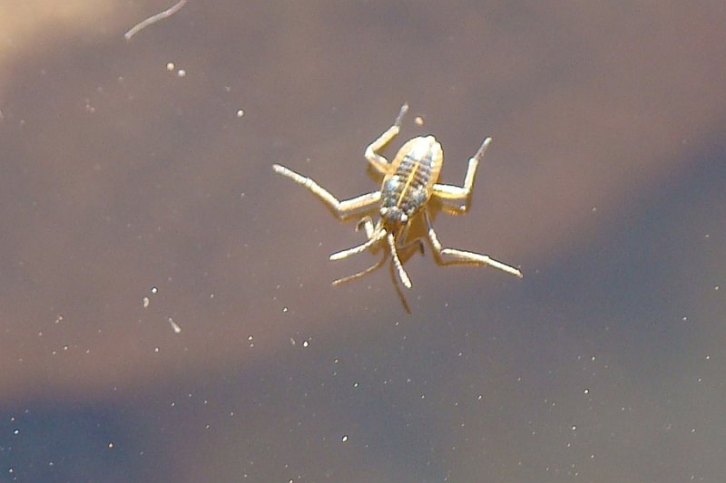 Percevejo Aqutico // Water Cricket (Velia sp.), nymph