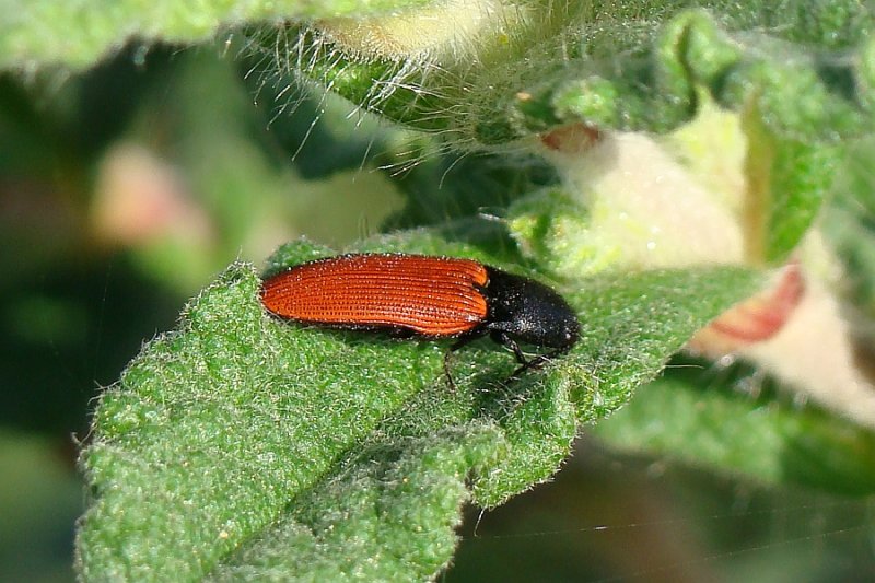 Escaravelho // Beetle (Ampedus cf. pooti)