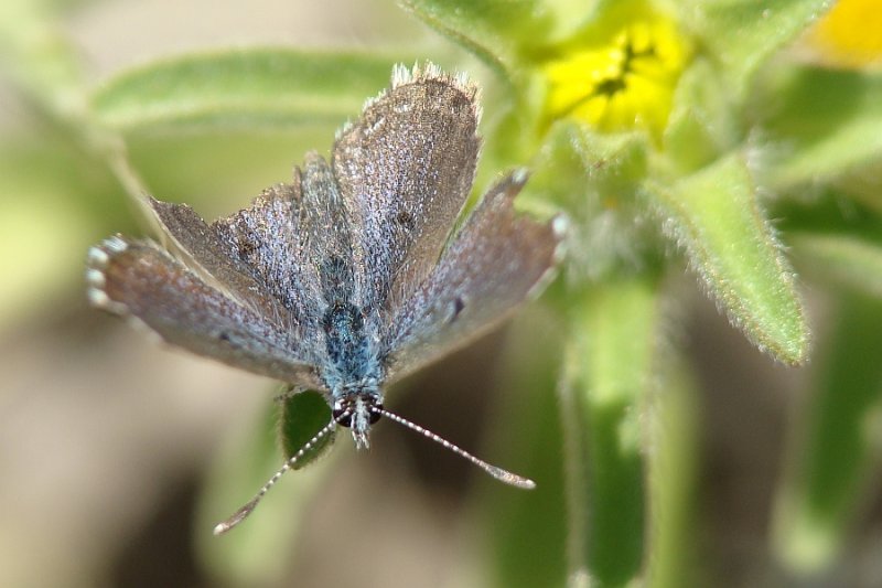 Borboleta // Panoptes Blue (Pseudophilotes panoptes)