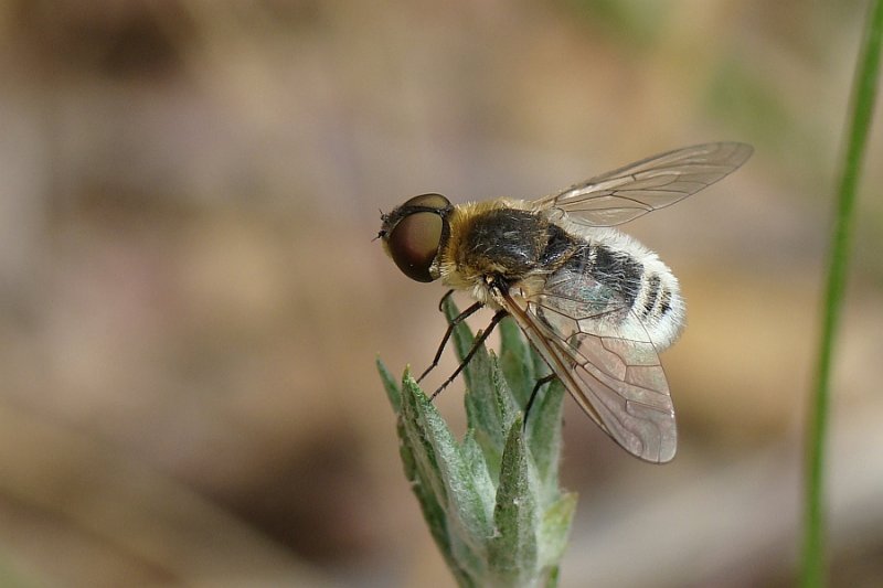 Mosca da famlia Bombyliidae // Bee-fly (Villa ixion)