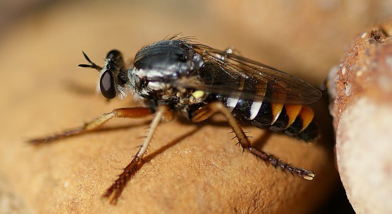 Mosca Asilidae // Robberfly (Saropogon sp.)