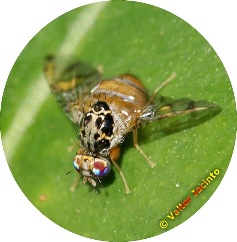 Mosca-da-fruta ou Mosca-do-Mediterrâneo // Mediterranean Fruit Fly (Ceratitis capitata)