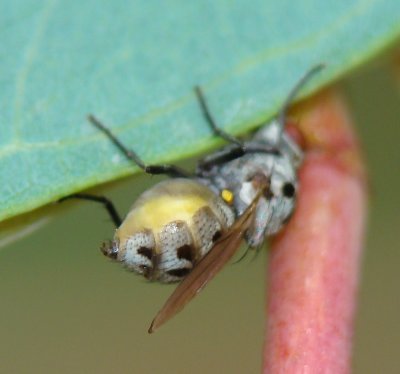Mosca da famlia Anthomyiidae // Anthomyiid Fly (Anthomyia pluvialis)