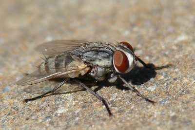 Mosca da famlia Sarcophagidae // Flesh Fly (Senotainia albifrons)