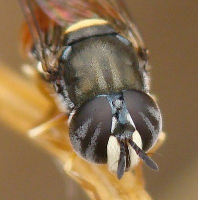 Mosca da famlia Syrphidae // Hoverfly (Paragus bicolor species-group)