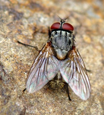 Mosca da famlia Muscidae // False Stable Fly (Muscina stabulans)
